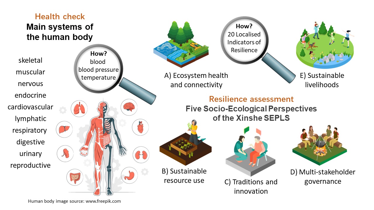 A resilient SEPLS is a healthy SEPLS