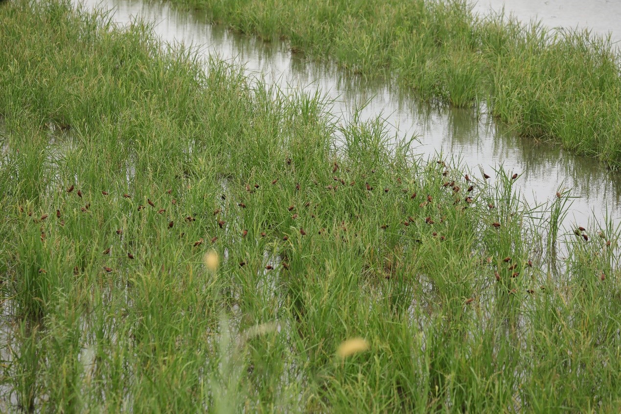 Chestnut Munia feeding in Xinnan eco-friendly fields