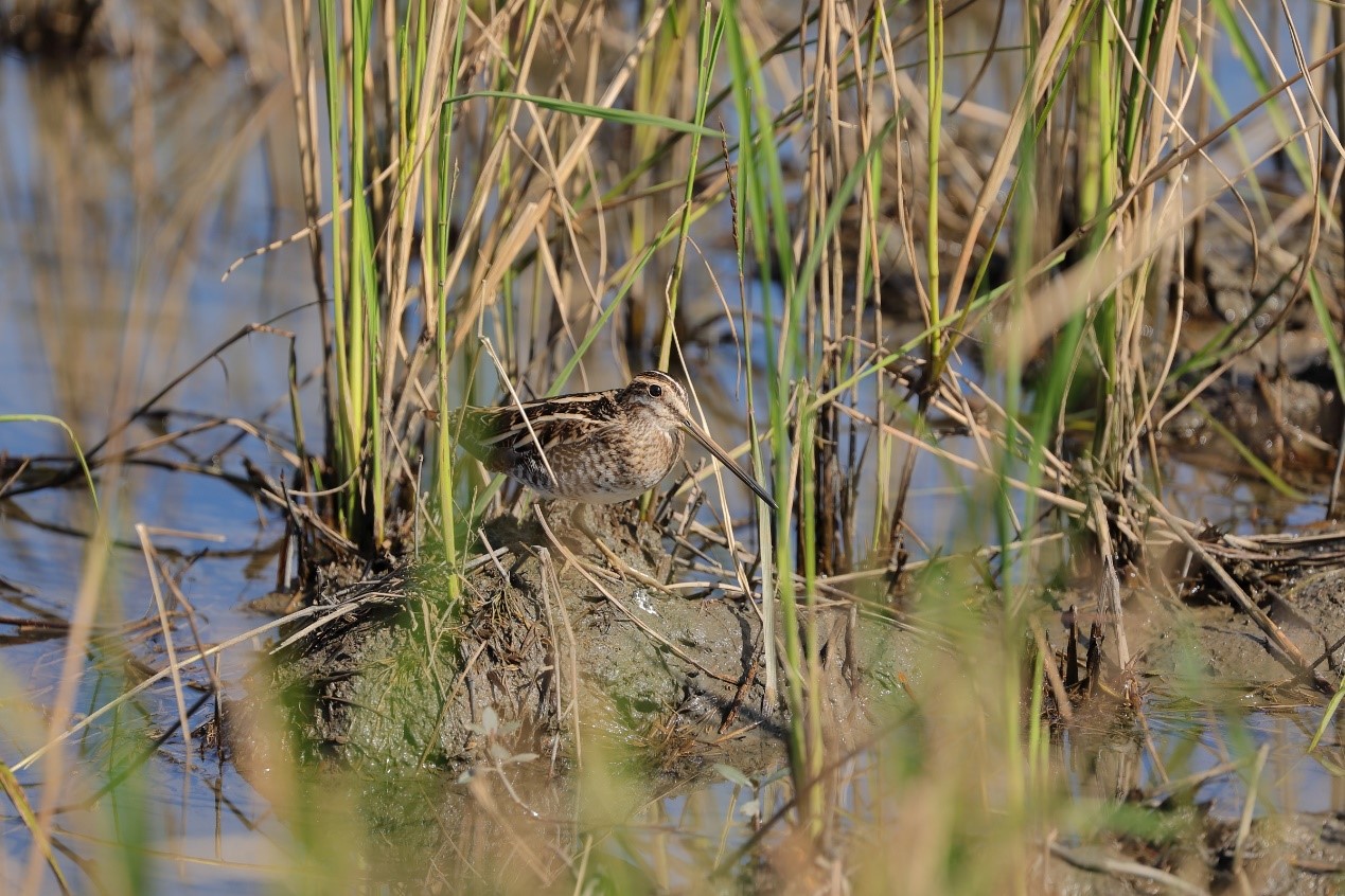 Field Sandpiper resting in Xinnan eco-friendly fields 