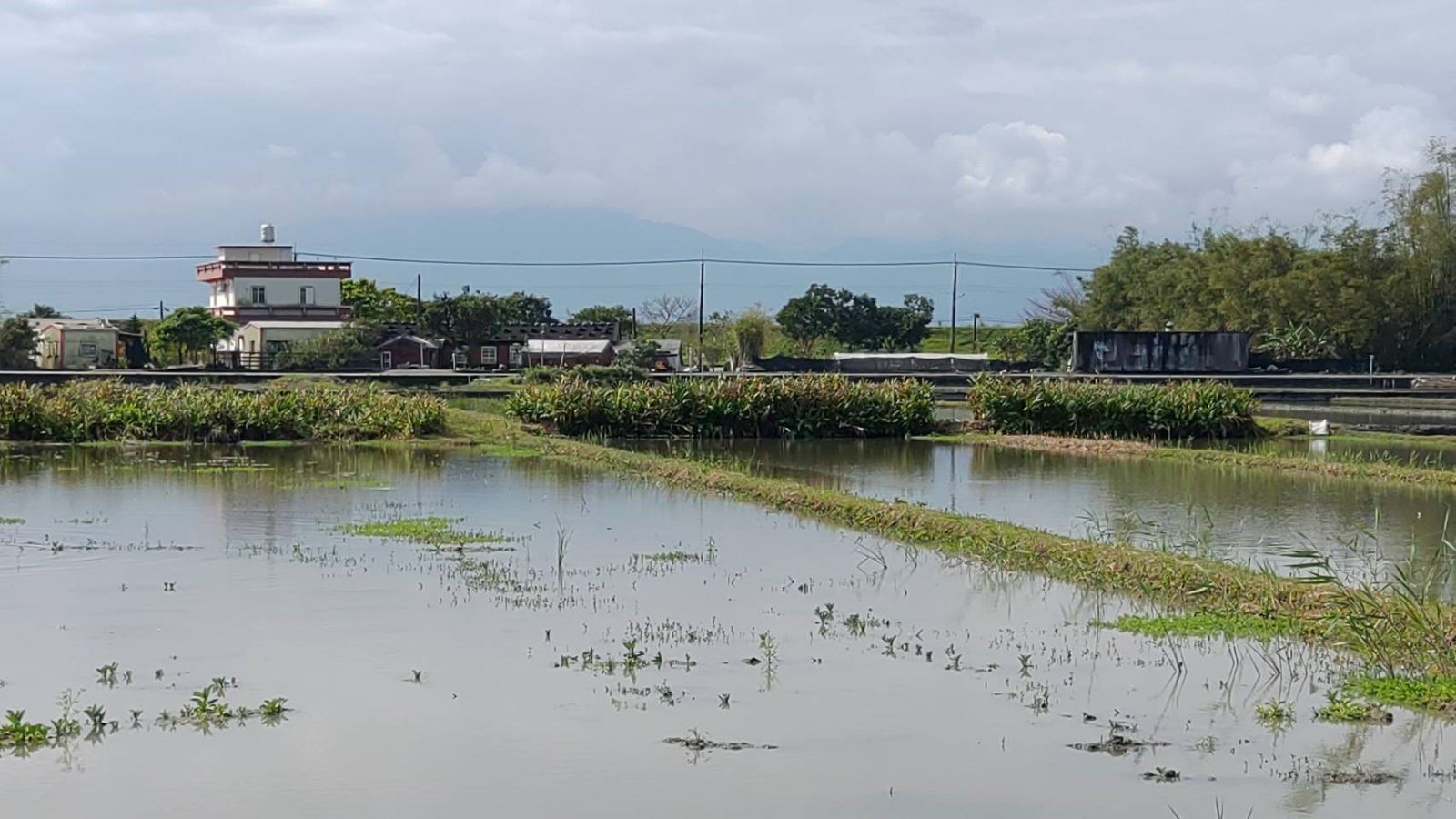 A mudflat habitat for spring migratory birds