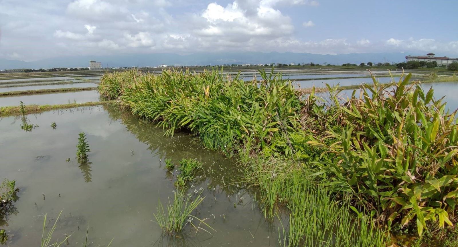 Using wild ginger flowers to build field hedges as a nesting habitat for waterfowl