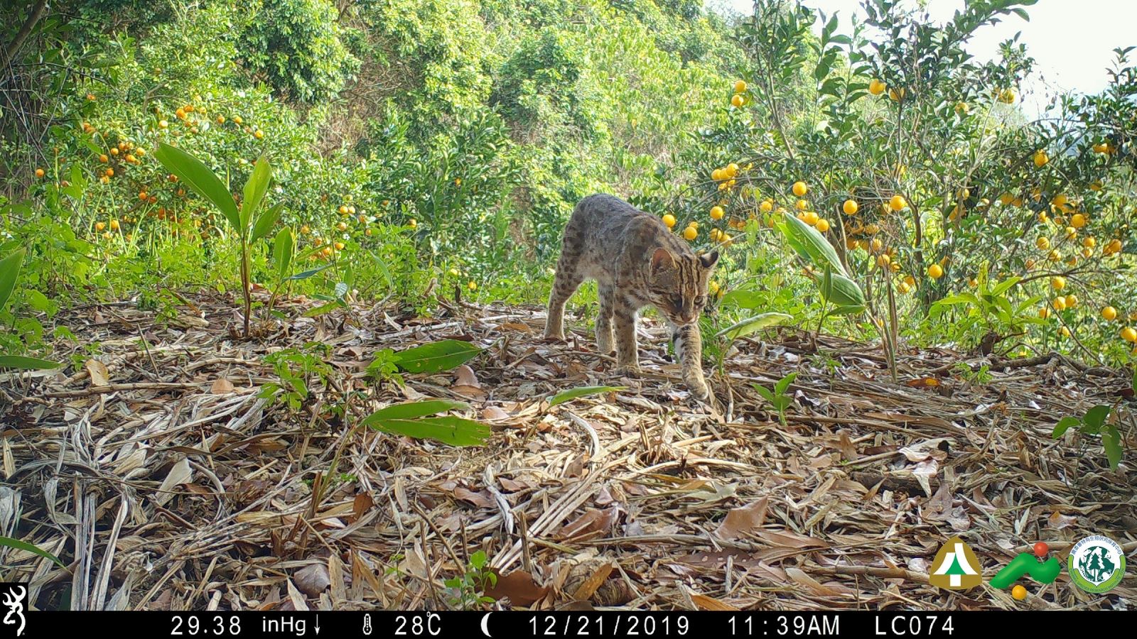 Camera trapping has demonstrated numerous instances of Leopard cats roaming around satoyama farmlands