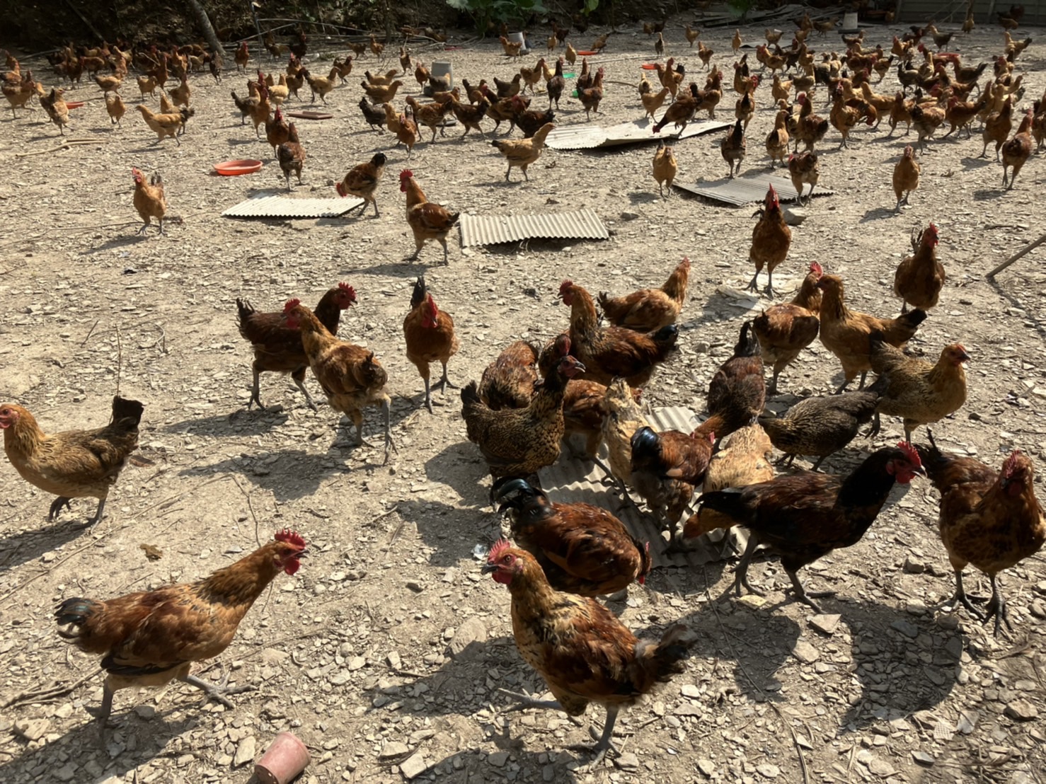 Famous little red hen (楓紅雞) of Aowanda © 2022 TPSI-W