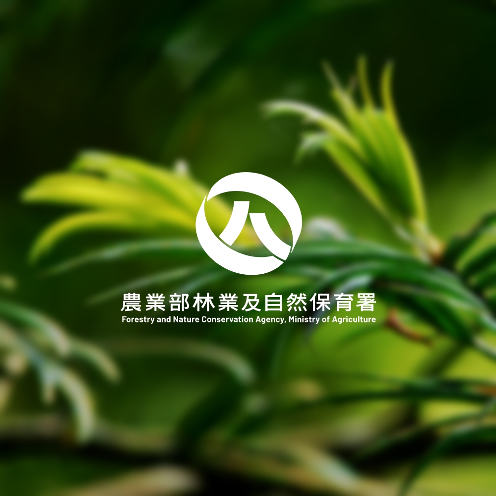 臺灣黑熊115年1月29日於里佳地區誘捕籠前徘徊